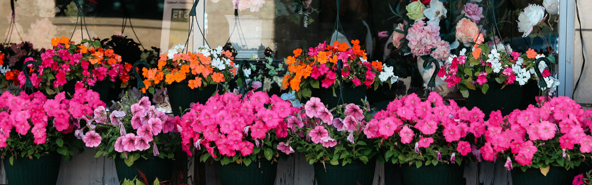 Flowers of Paradise